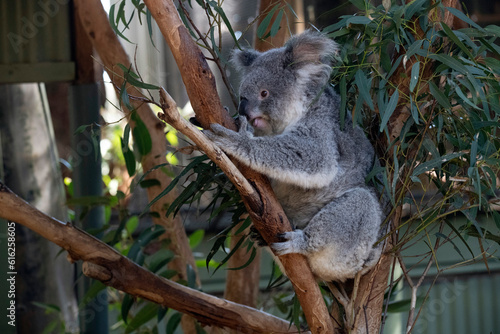 Photography Koala, Sydney, Australia