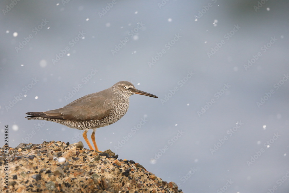 Naklejka premium Wandering Tattler (Tringa incanus) in Japan