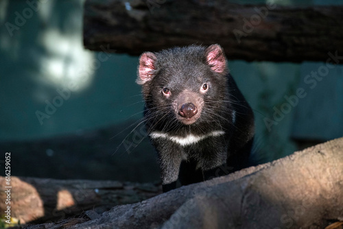 Photography Tasmanian Devil, Sydney, Australia