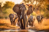 Majestic African Elephants