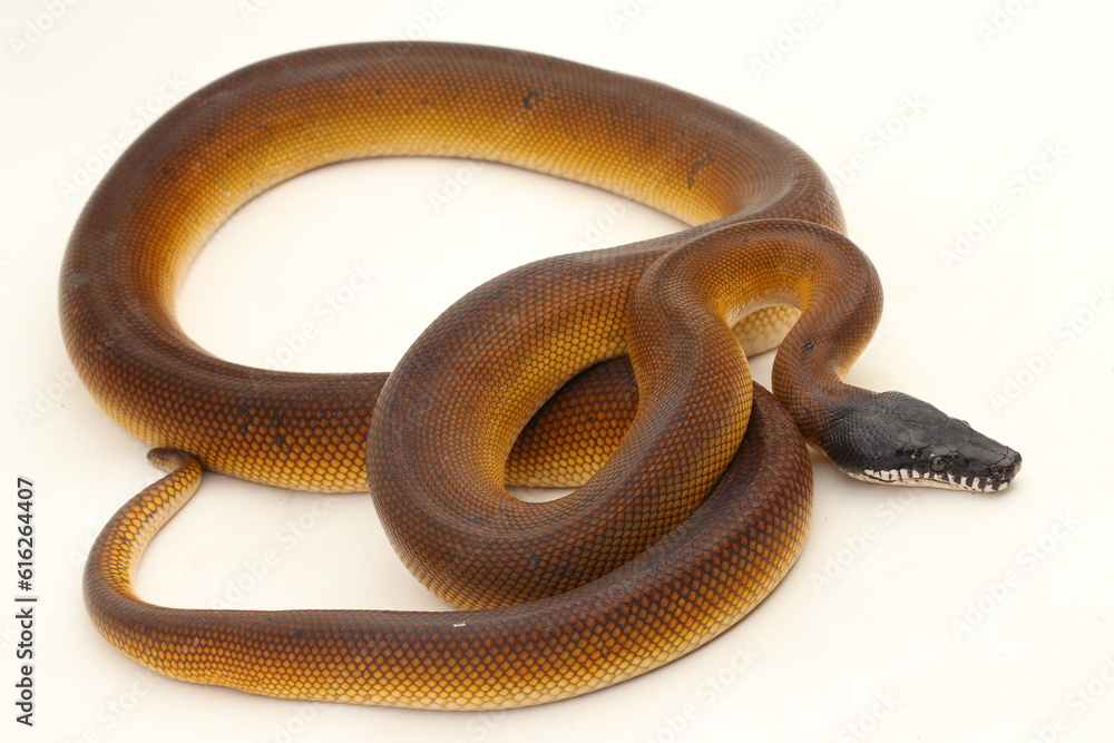 Fototapeta premium Gold Albertisi, white lipped python snake (Leiopython albertisi) isolated on white background