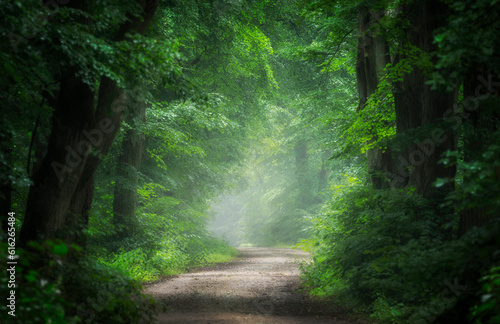 Avenue in old foggy forest