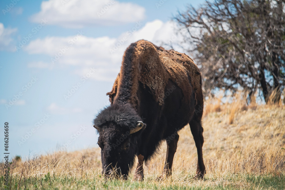 buffalo in the field