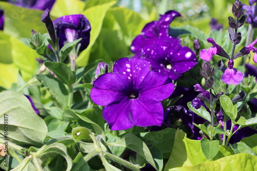 Sweden. Surfinia is a specially bred variety of ampelous petunia  its special successful hybrid  resistant to bad weather  not afraid of wind and rain. 