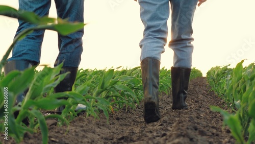 boots feet field  boots walk ground ground soil  agriculture rubber boots farmer team wheat corn  blurred harvest goes man feet corn background boots concept earth fields working walk earthy near