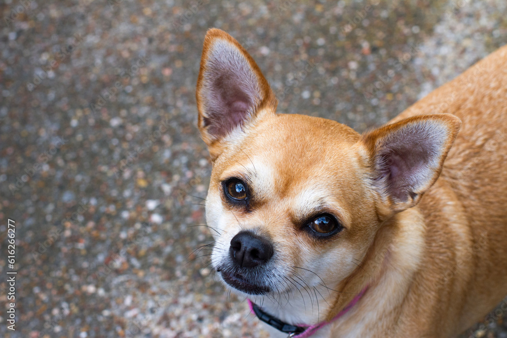 portrait of a chihuahua