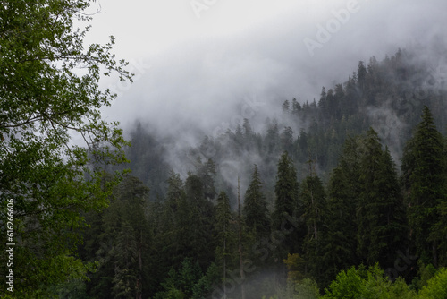 fog in the forest