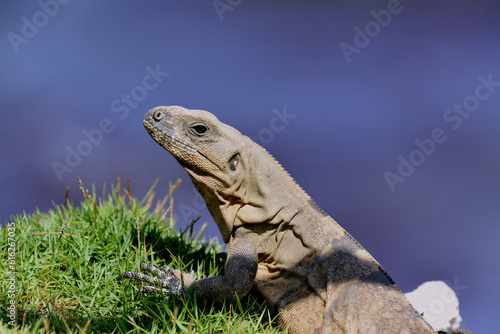 Mexican Spine Tailed Iguana (Ctenosaura pectinata) © Lincoln