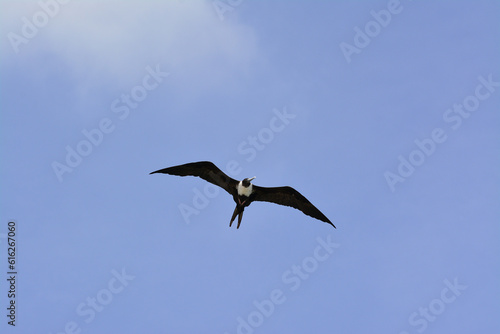 Magnificent Frigate Bird in flight