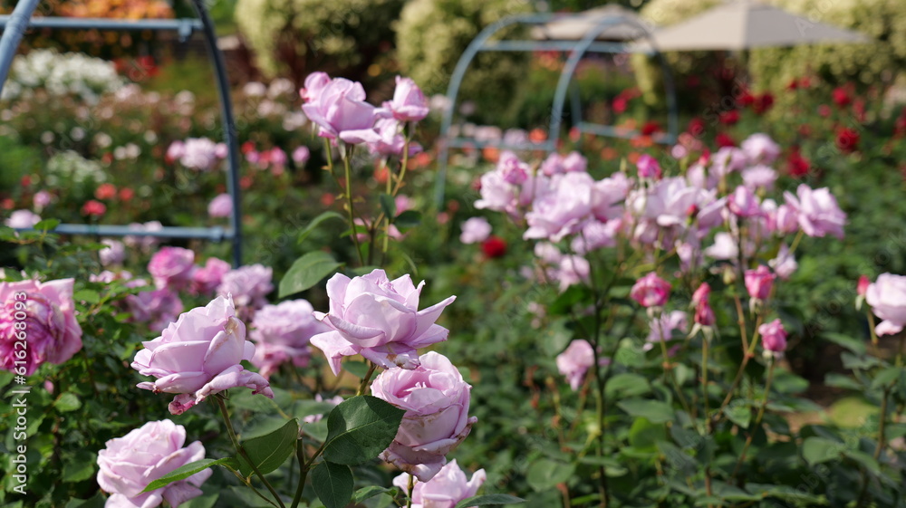 Obraz premium 宮崎県宮崎市青島こどもの国のバラ園の薔薇