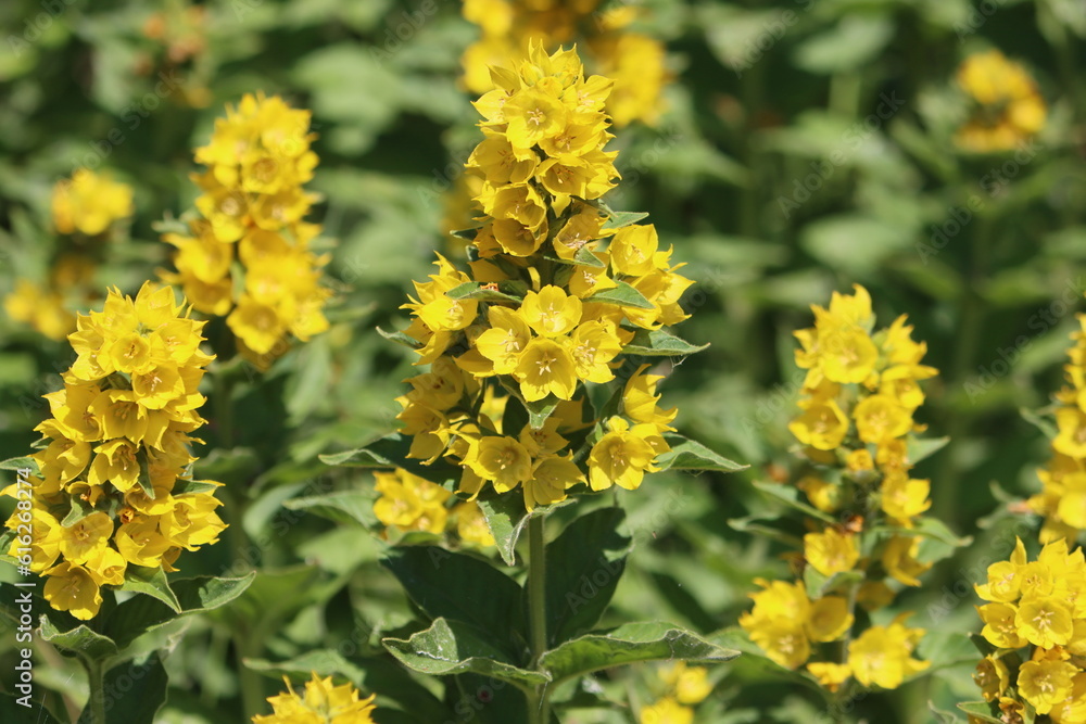 Sweden. Lysimachia is a genus consisting of 193 accepted species of flowering plants traditionally classified in the family Primulaceae. Sweden. Lysimachia is a genus consisting of 193 accepted species of flowering plants traditionally classified in the family Primulaceae.