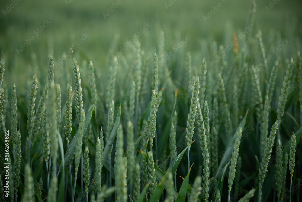 Green ears ripen in the field. Green wheat, rye, barley, cereals. Green ears ripen in the field. Green wheat, rye, barley, cereals.