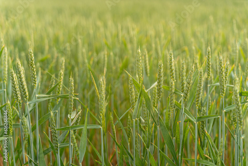 Green ears ripen in the field. Green wheat, rye, barley, cereals