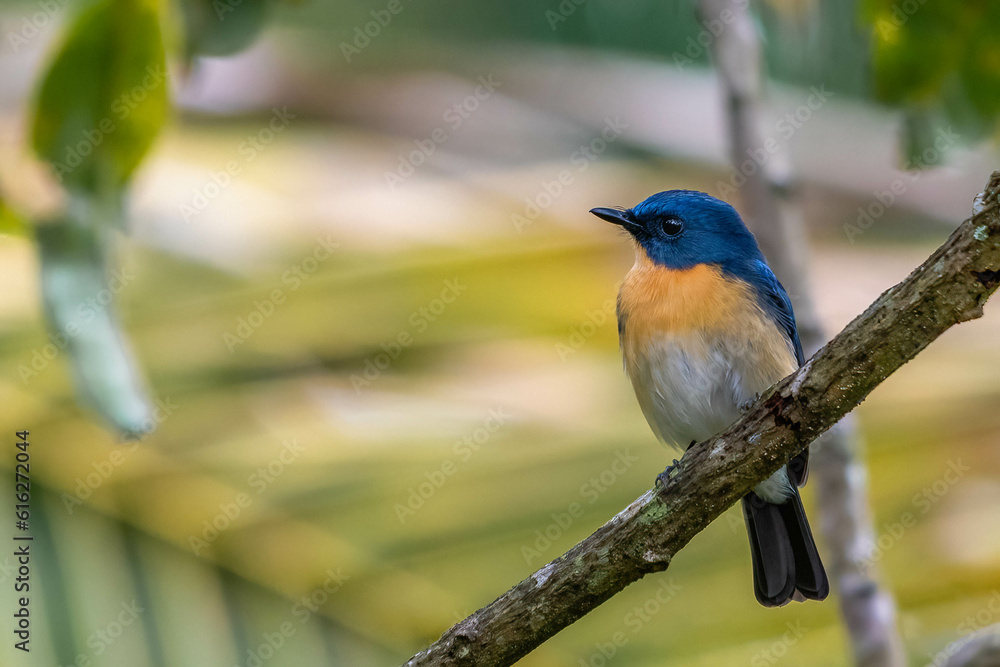 Obraz premium robin on a branch
