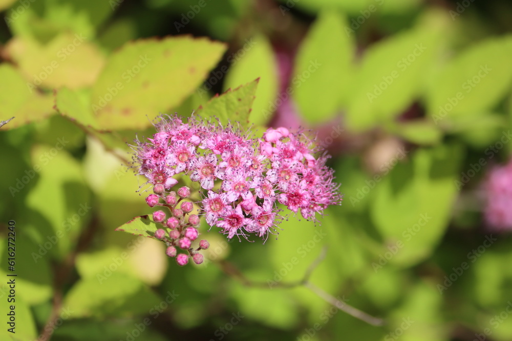 Sweden. Spiraea japonica, the Japanese meadowsweet or Japanese spiraea, is a plant in the family Rosaceae. Sweden. Spiraea japonica, the Japanese meadowsweet or Japanese spiraea, is a plant in the family Rosaceae.