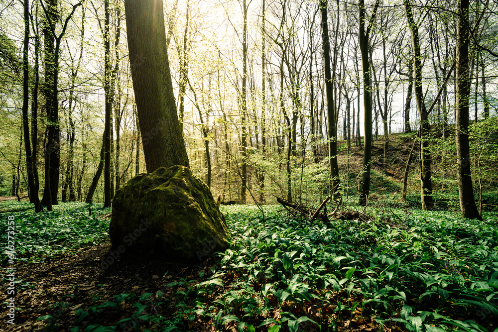Fototapeta premium Bärlauch im frühlingshaften Wald
