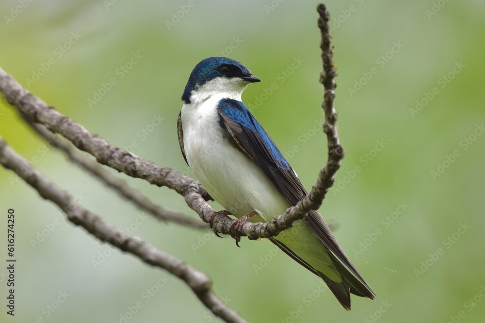 tree swallow wild bird on branch wild nature tree swallow wild bird on branch wild nature