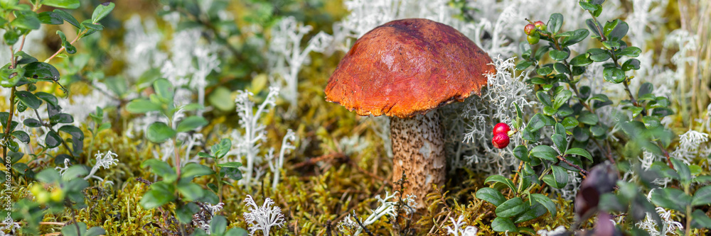 A forest edible brown cep porcini mushroom growing in a natural background. Karelia. Banner copy space for text A forest edible brown cep porcini mushroom growing in a natural background. Karelia. Banner copy space for text