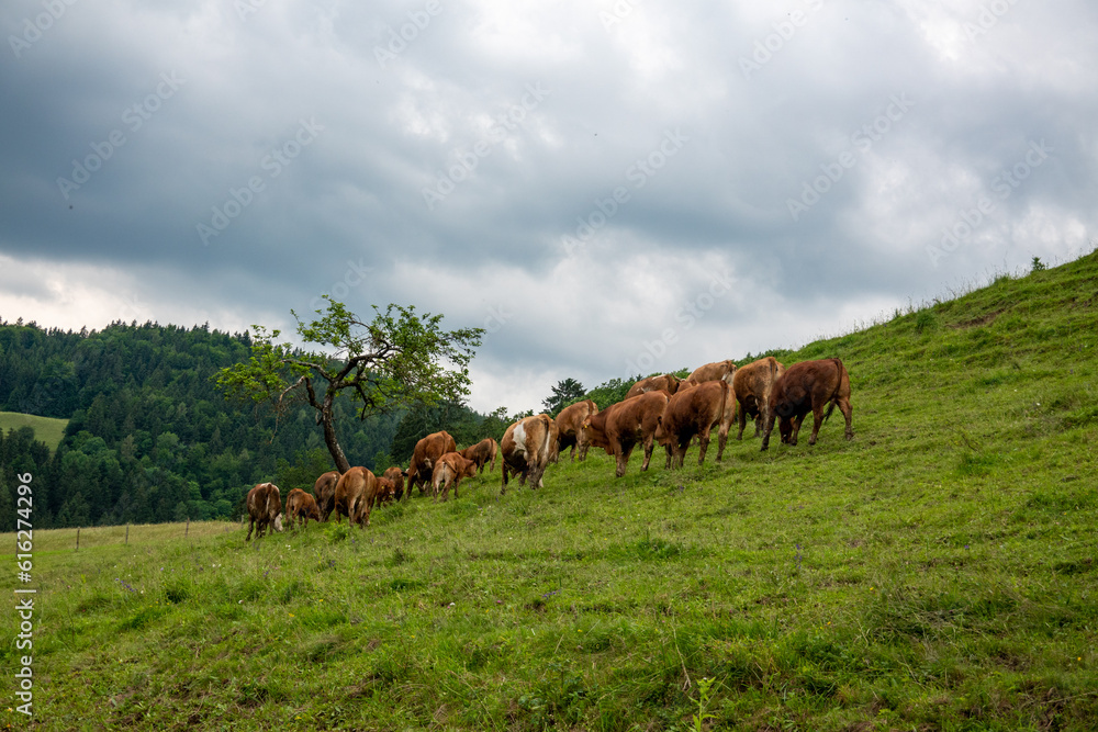 Rinderherde bei Gewitterstimmung . Herd of cattle in stormy atmosphere Rinderherde bei Gewitterstimmung . Herd of cattle in stormy atmosphere