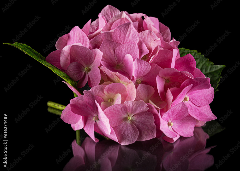 Fototapeta premium Inflorescence of the pink flowers of hydrangea, isolated on black background with reflection