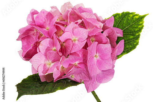 Inflorescence of the pink flowers of hydrangea, isolated on white background