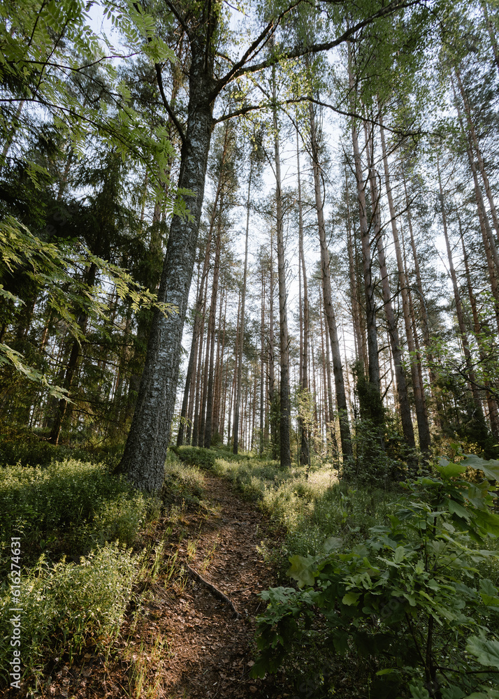 Morning shot of the forest in Eastern Europe