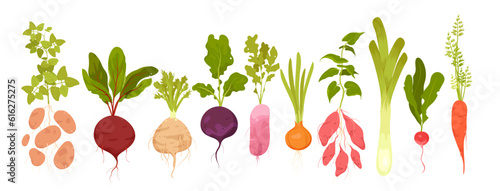 Fotografia Cartoon isolated vitamin tubers and green leaf, growing in garden food ingredients collection with leek celery onion potato radish beetroot carrot batatas