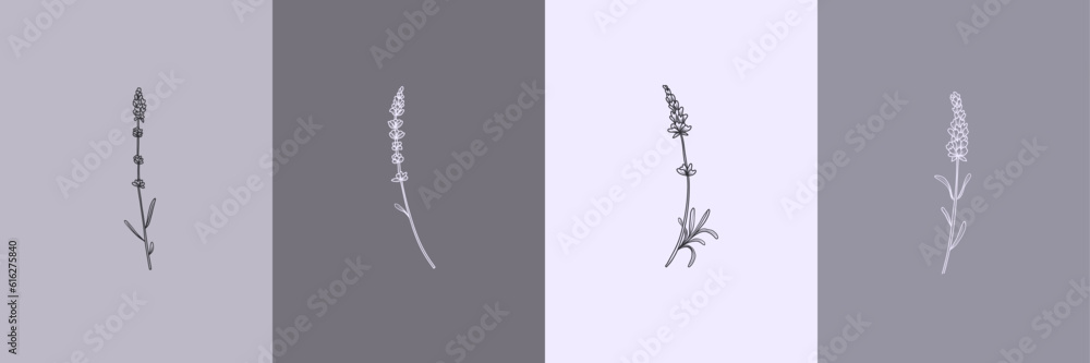 Vector set of botanical illustrations in minimal linear style, lavender flower illustration set, minimalistic modern floral logo