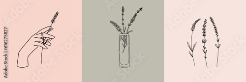 Vector set of botanical illustrations in minimal linear style, lavender flower illustration set, minimalistic modern floral logo