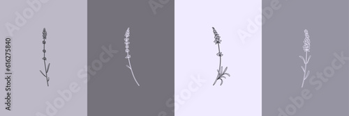 Vector set of botanical illustrations in minimal linear style, lavender flower illustration set, minimalistic modern floral logo