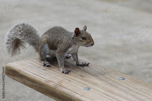 gray squirrel on a picnic table