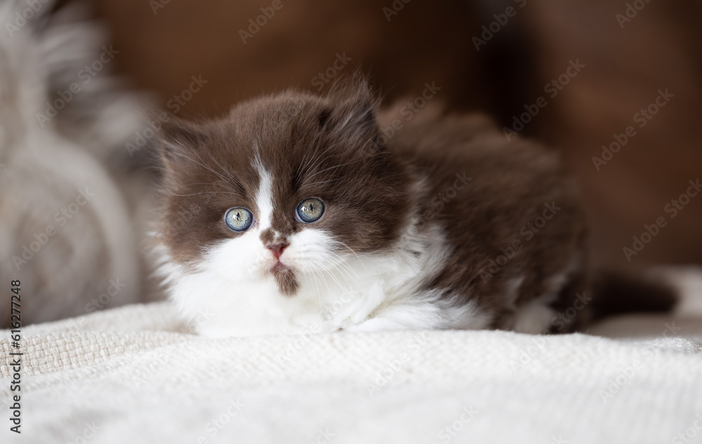 Kuschelige Samtpfoten Britisch Kurzhaar Katzenkinder