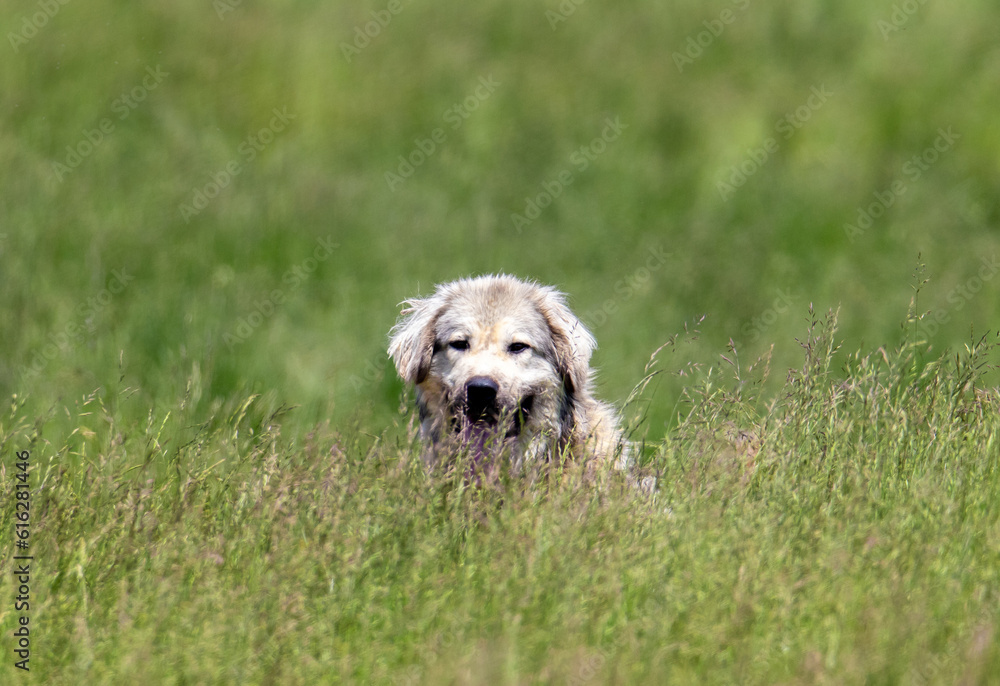 The head of a white dog seen from the tall grass The head of a white dog seen from the tall grass