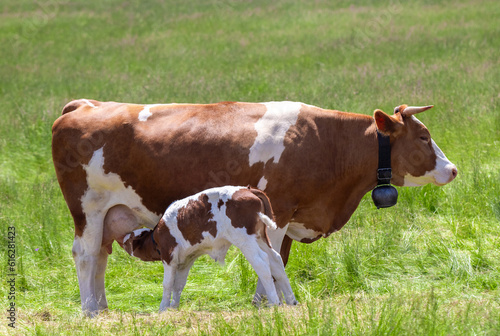 A calf sucking milk from a mother cow © sebi_2569