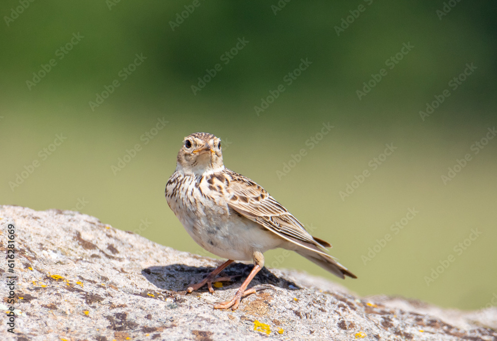An Alauda arvensis bird sitting on a stone
An Alauda arvensis bird sitting on a stone