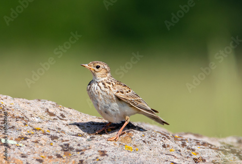 A close-up of a Skylark bird (Alauda arvensis) sitting on the ground © sebi_2569