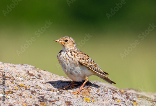 An Alauda arvensis bird sitting on a stone 