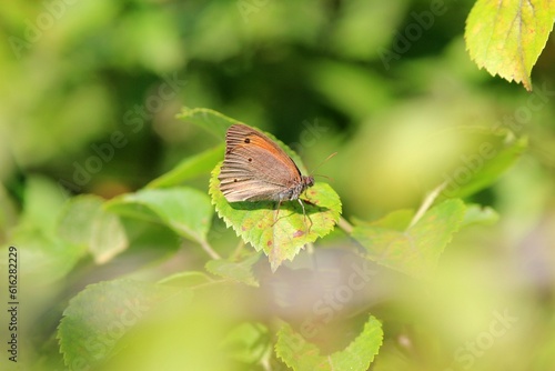 A beautiful butterfly sits on a flower with a park on a blurry background