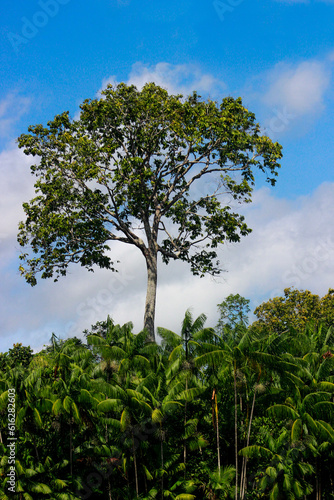arvore castanheira ao fundo céu azul, brazilian nut tree and blue sky photo