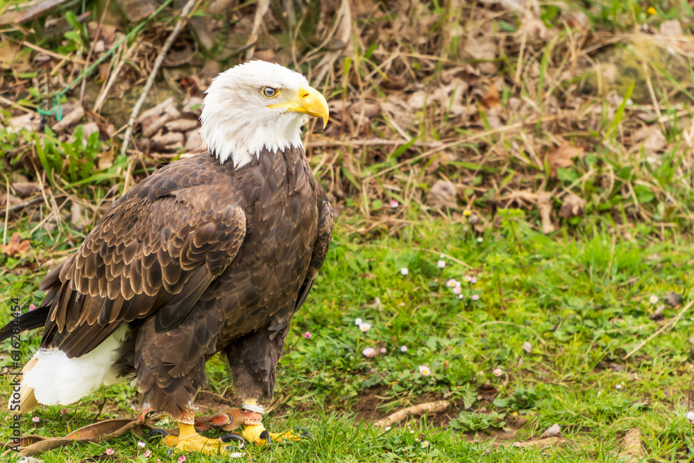 American bald eagle tied in a nature reserve. Haliaeetus leucocephalus is an patriotic symbol of america and freedom and is endangared American bald eagle tied in a nature reserve. Haliaeetus leucocephalus is an patriotic symbol of america and freedom and is endangared