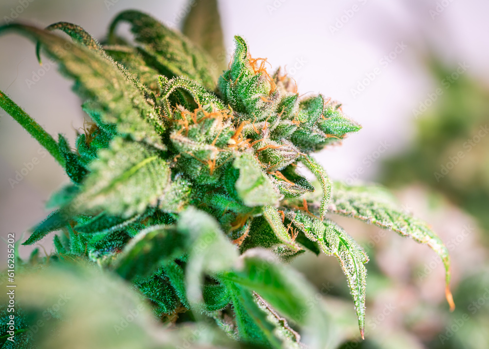 Close up shot of a cannabis plant blossom Close up shot of a cannabis plant blossom