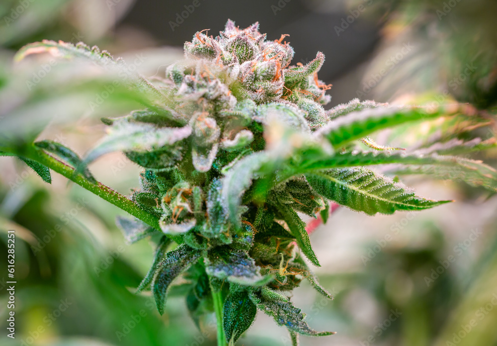 Close up shot of a cannabis plant blossom Close up shot of a cannabis plant blossom