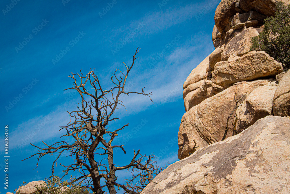 joshua tree national park joshua tree national park