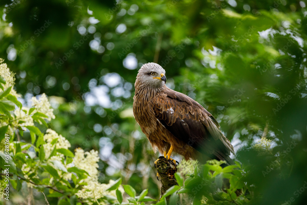 Naklejka premium Black kite, Milvus migrans, perched on branch in elder flower surrounded by blossoms. Endangered bird of prey in windy day. Cute bird with beautiful eyes and feather. Wildlife nature. Natural habitat.