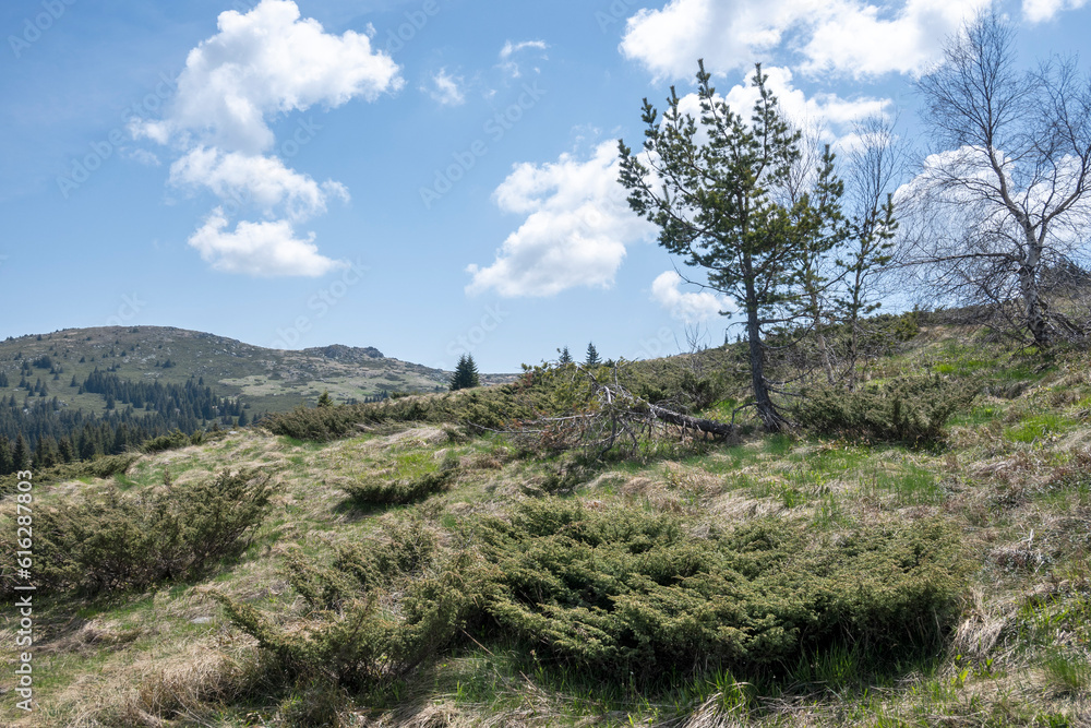 Spring view of Konyarnika area at Vitosha Mountain, Bulgaria