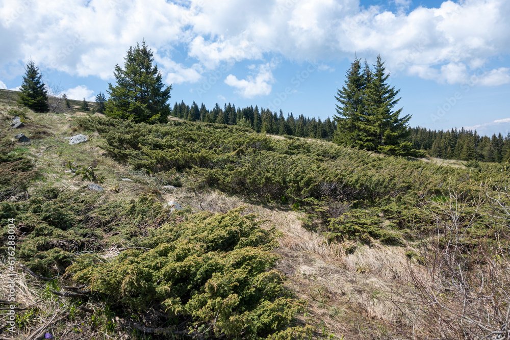 Obraz premium Spring view of Konyarnika area at Vitosha Mountain, Bulgaria