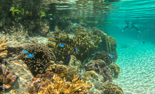 Under water in Bora Bora, French Polynesia