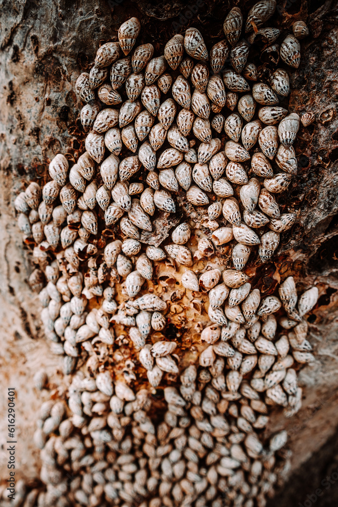 Obraz premium Close-up of tree trunk covered with snail shells on the trail to Hoq Cave in Socotra, Yemen