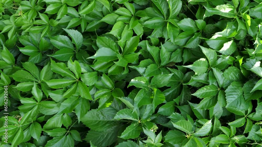 Ivy completely covers the wall of the building, natural green area outside. background, texture.vertical video Ivy completely covers the wall of the building, natural green area outside. background, texture.vertical video