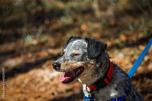 blue heeler